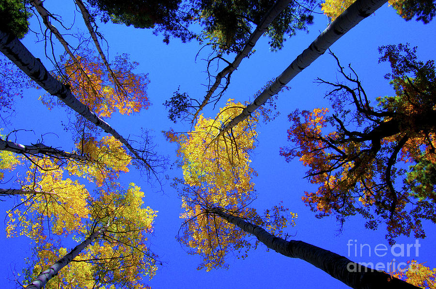 Tree Photograph - Up by Vicki Pelham