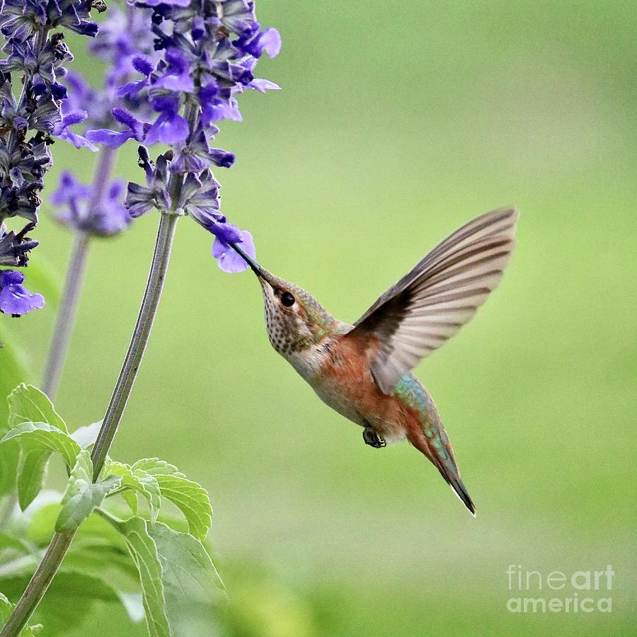 Uplifted Hummingbird Wings Photograph by Carol Groenen