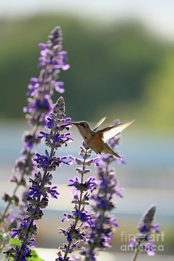 Uplifting Hummingbird on Purple Flower Photograph by Carol Groenen