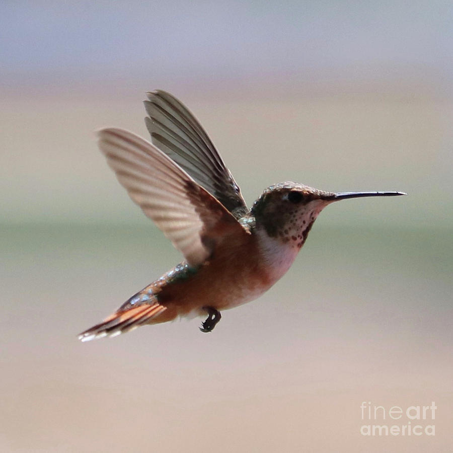 Uplifting Hummingbird Square Photograph by Carol Groenen