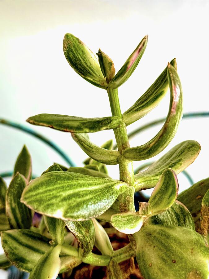 Uplifting Succulent Photograph by Bill Swartwout Uplifting Succulent Photograph by Bill Swartwout