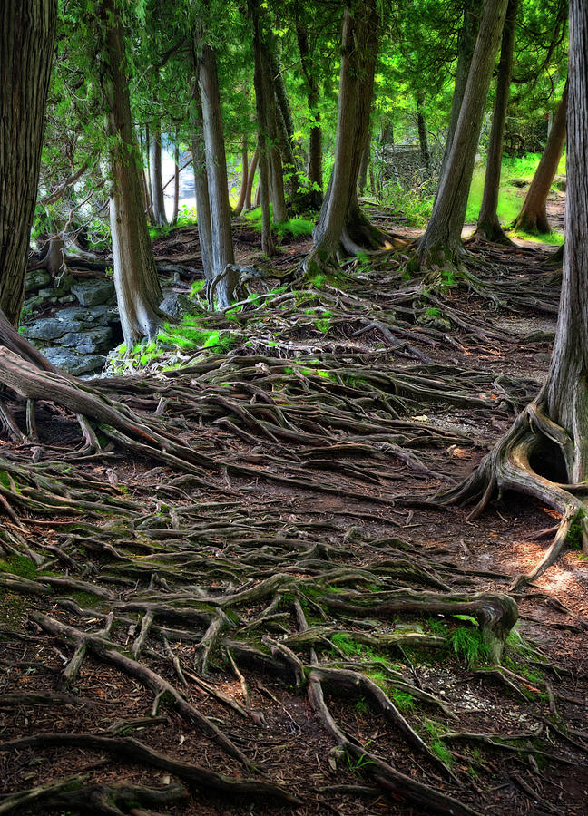 Upon Shallow Ground - Blanket of tree roots like veins in the earth at Door County WI Photograph by Peter Herman
