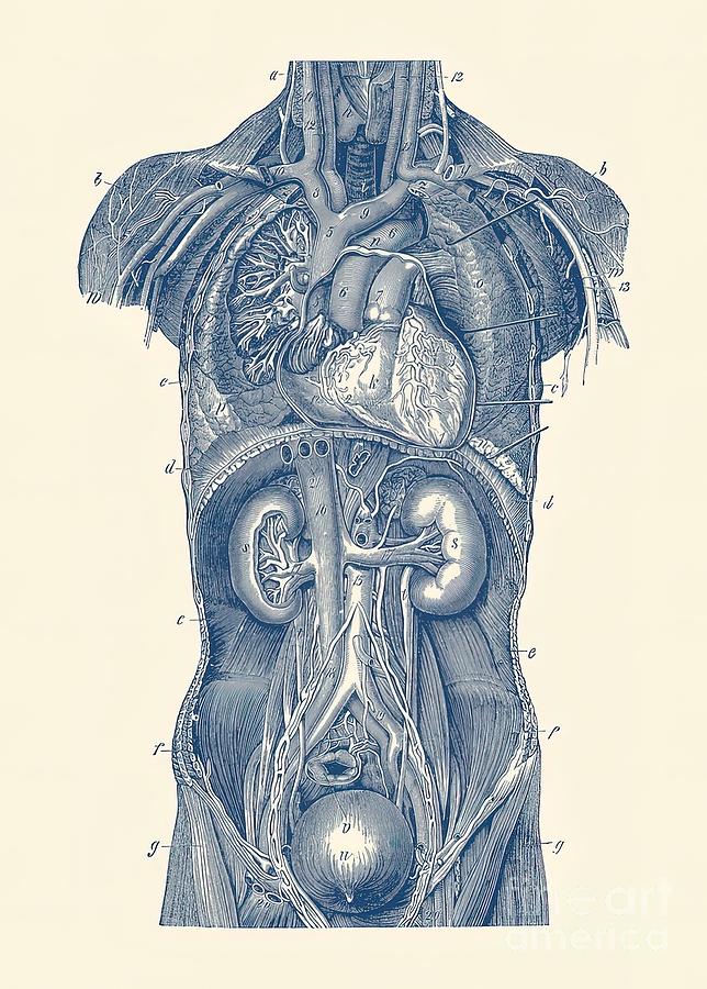 Upper Body Anatomy Diagram Painting by Roberts Mason | Pixels
