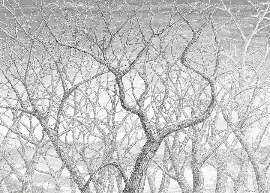Upper Branches Digital Art by Steve Breslow