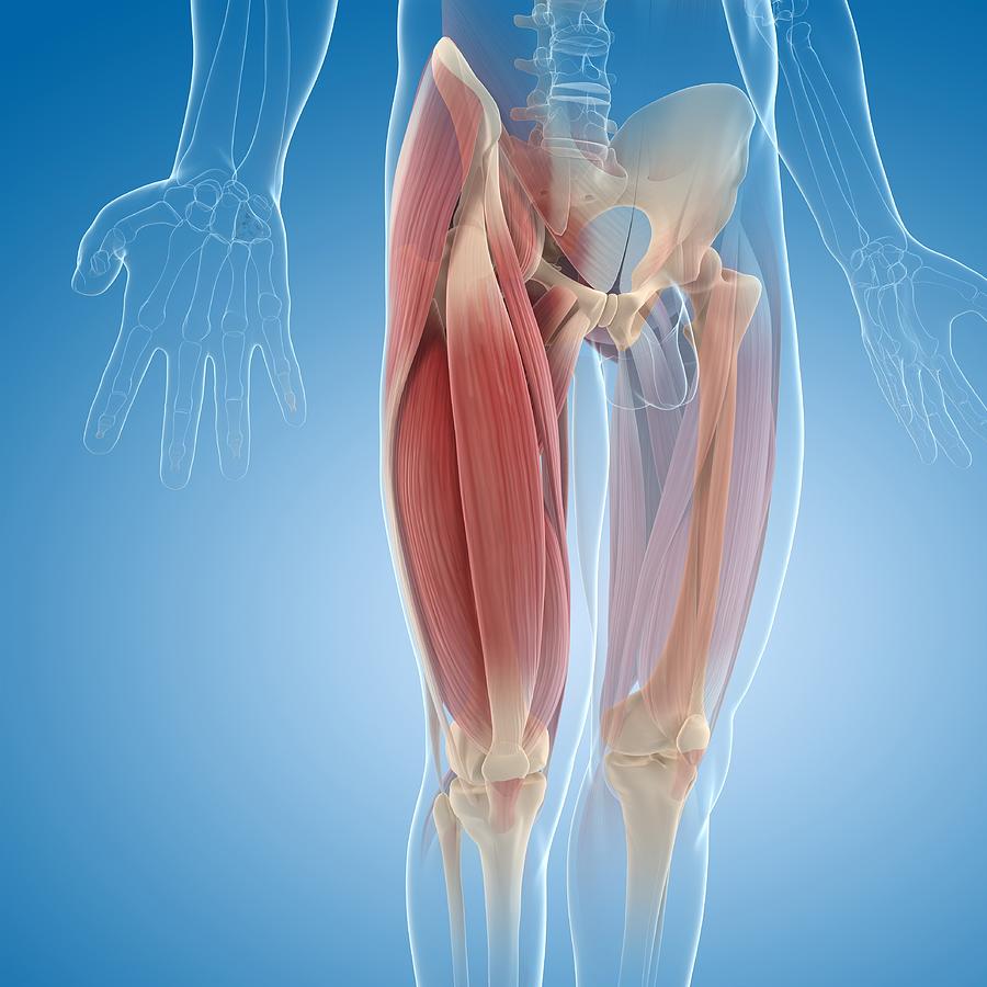 Upper leg muscles, artwork Drawing by Science Photo Library - SCIEPRO