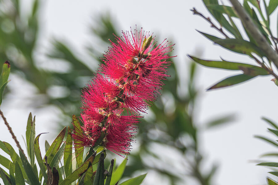 Upright Bottlebrush Bloom Photograph by Debra Martz Upright Bottlebrush Bloom Photograph by Debra Martz