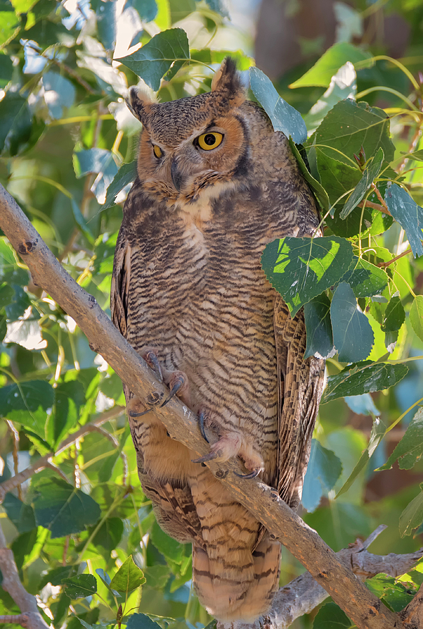 Upright Owl Photograph by Loree Johnson