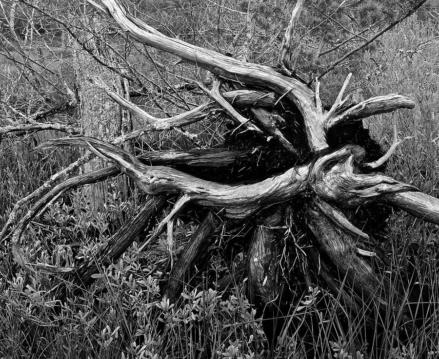 Uprooted Photograph