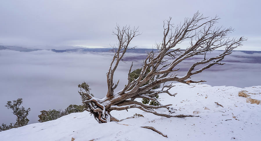 Uprooted tree on the edge of Foggy Canyon Photograph by Dawn Richards