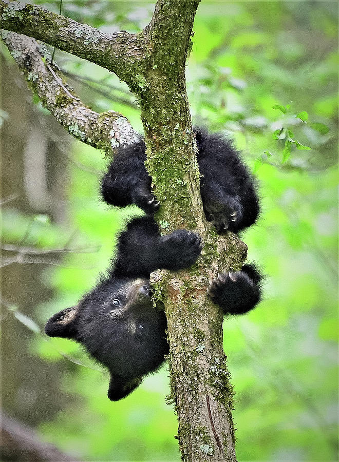 Upside Down Bear Photograph by Richard Kratz - Fine Art America