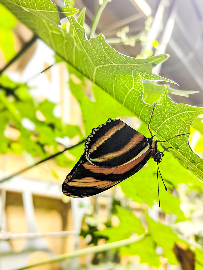 Upsidedown Butterfly Photograph by Renee L Fine Art America