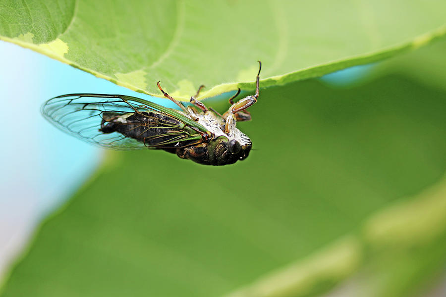 Upside Down Cicada Photograph by Debbie Oppermann