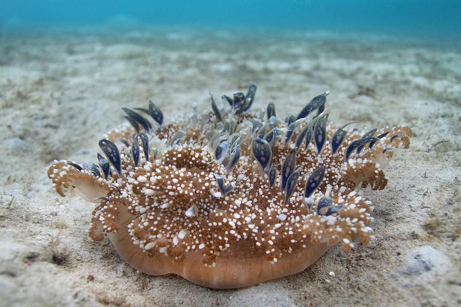 Upside down Jellyfish Photograph by James R.D. Scott