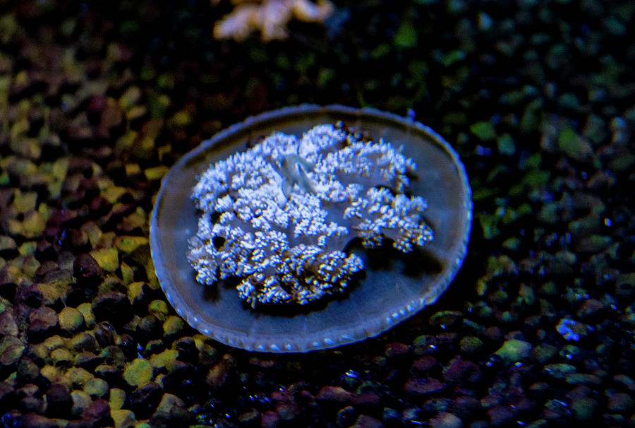 Upside Down Jellyfish Photograph