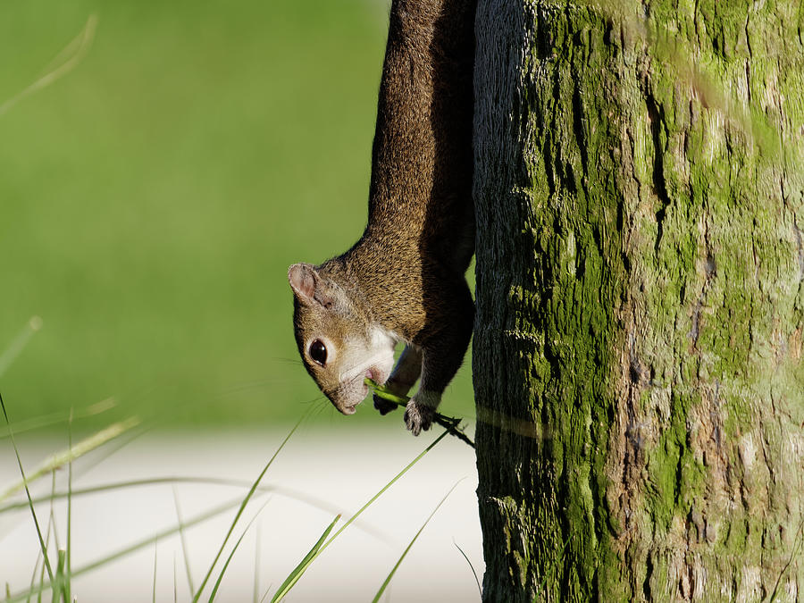 Upside Down Squirrel Eating Photograph