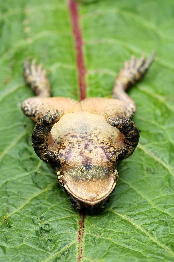 Upside down toad Photograph by Groveb