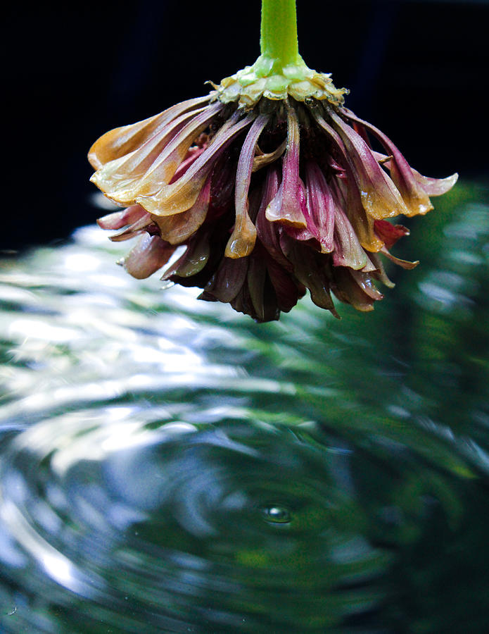 Upside Down Zinnia Above Water Photograph by W Craig Photography