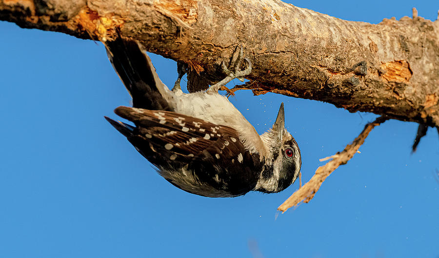 Upside Downy Woodpecker Photograph by Morris Finkelstein