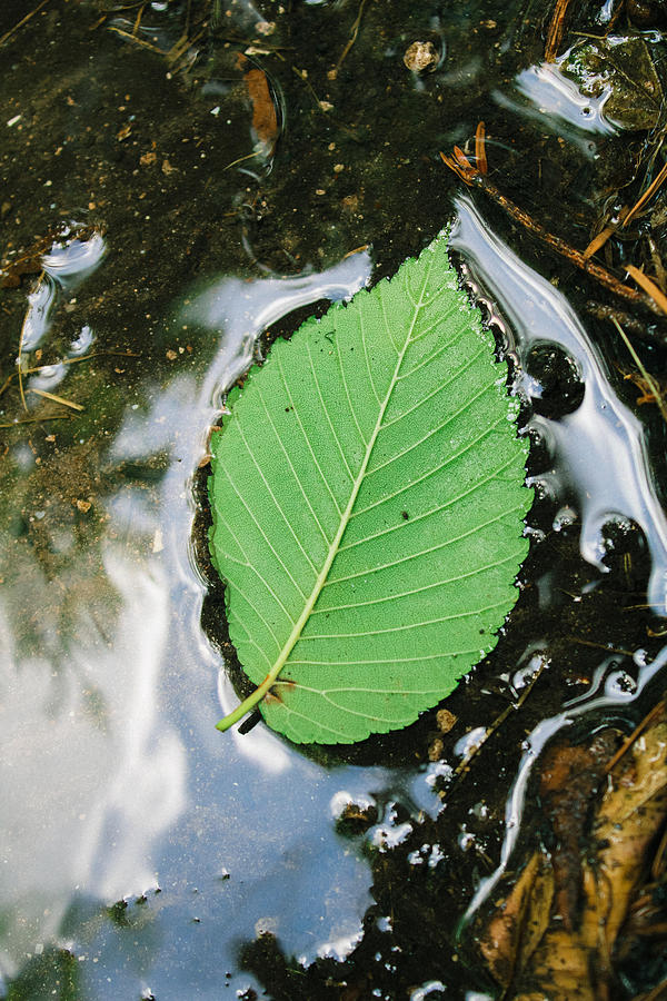Upside Green Leaf in Water  Photograph by W Craig Photography