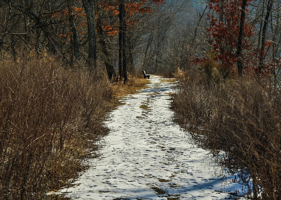 Upstate NY Winter Trails Photograph by Amelia Pearn