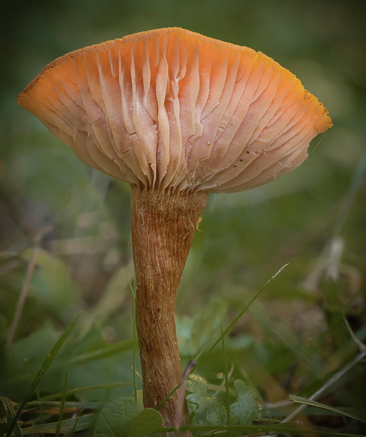 Upturned Mushroom Head Photograph by Jean Noren
