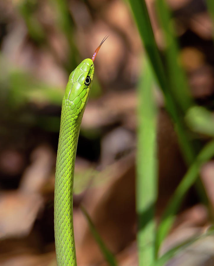 Upward Slither Photograph by Art Cole