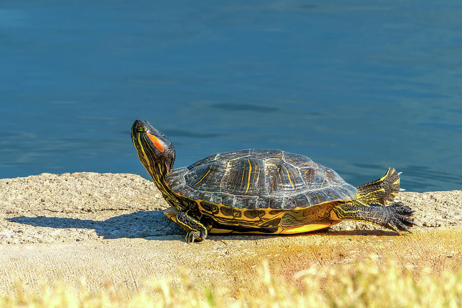 Upward Turtle Pose Photograph by Laura Epstein - Fine Art America