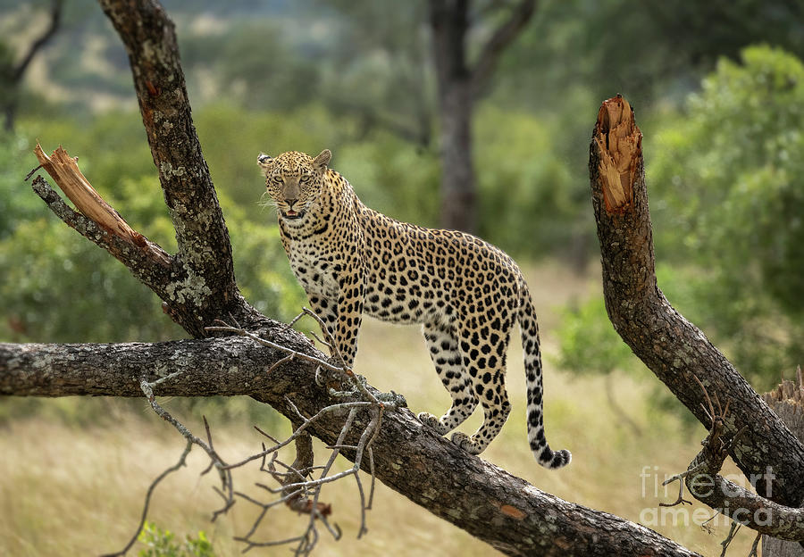 Upwardly Mobile - South Africa Photograph by Sandra Bronstein