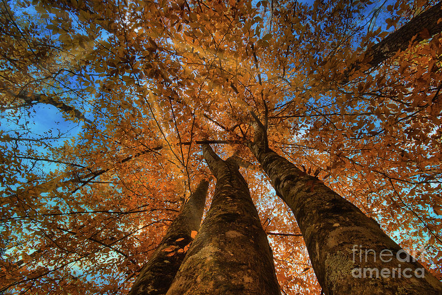 Fall Photograph - Upwards by Geraldine DeBoer