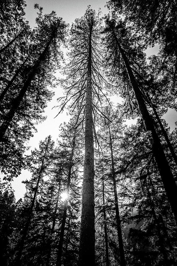 Upwards - In the Oregon Forest Photograph by Ada Weyland
