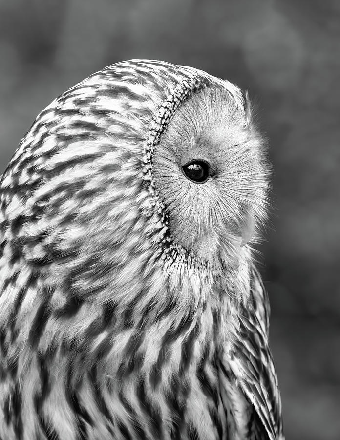 Ural Owl Photograph by Carl Amoth