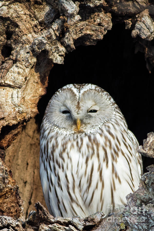Ural Owl in Japan 2 Photograph by Natural Focal Point Photography