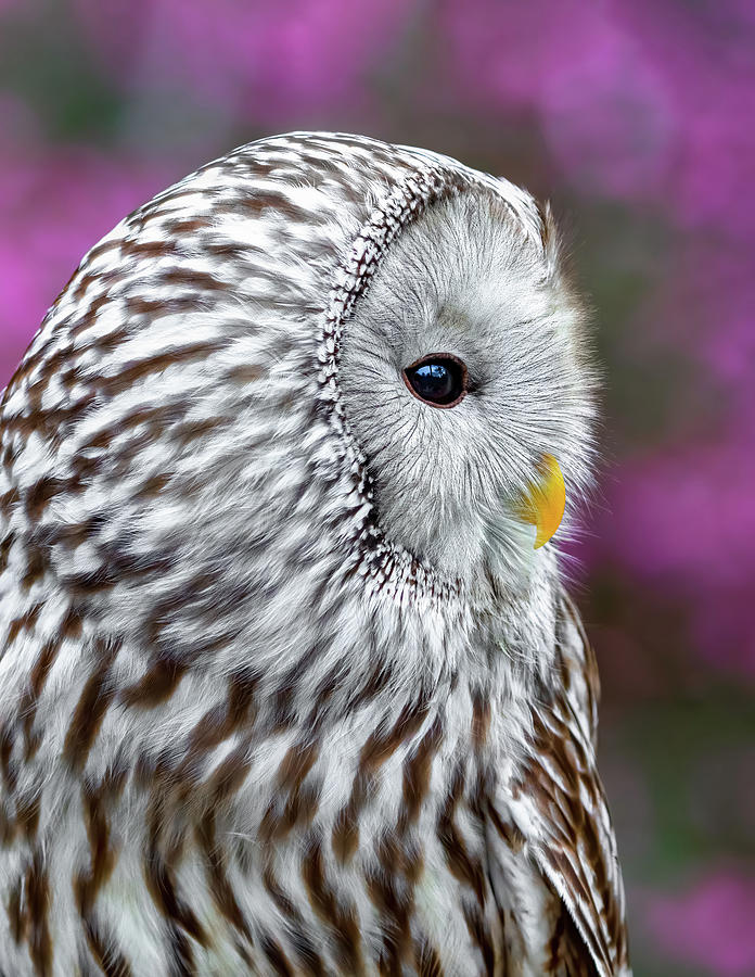 Ural Owl in Spring Photograph by Carl Amoth
