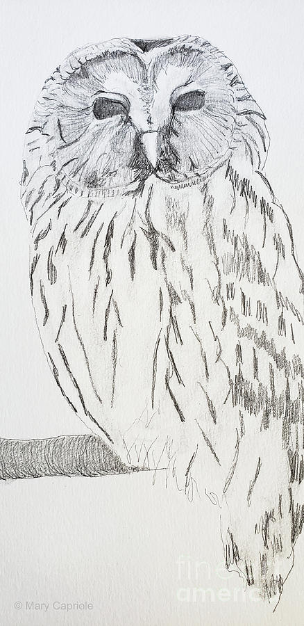 Ural Owl Drawing by Mary Capriole