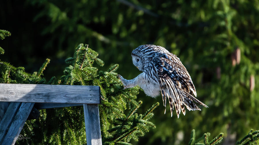 Ural Owl Prepare For Landing With Sunshine On Its Back Photograph
