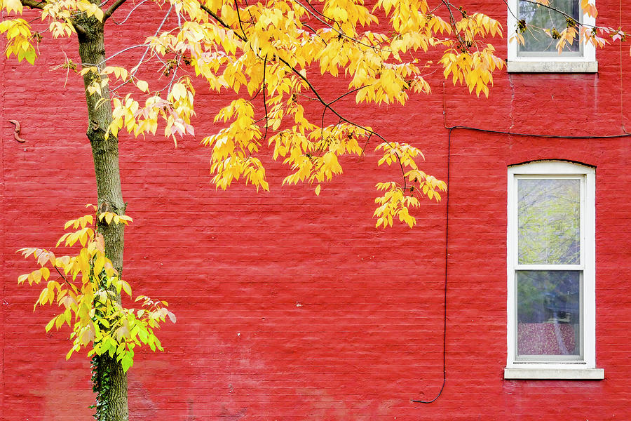 Urban Autumn in Yellow and Red Photograph by Todd Bannor