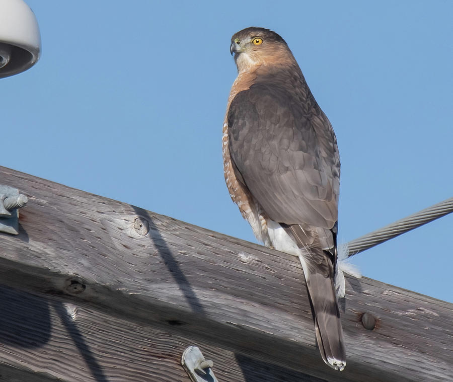 Urban Cooper's Hawk Photograph By Judd Nathan - Fine Art America