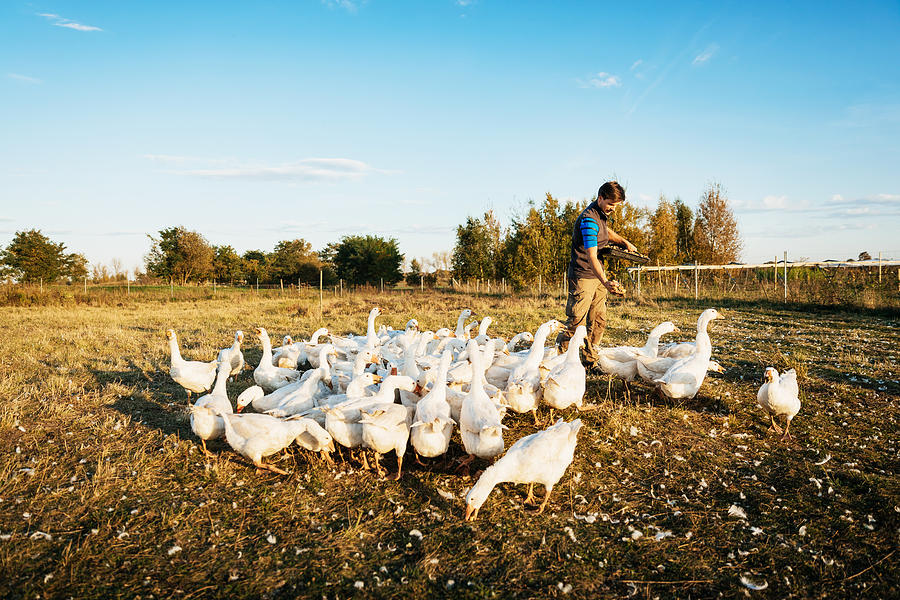 Urban Farmer Feeding Gaggle Of Geese Photograph by Tom Werner