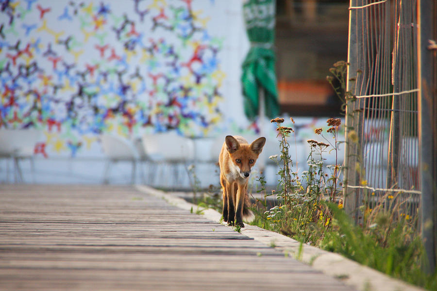 Urban fox Photograph by Mgs