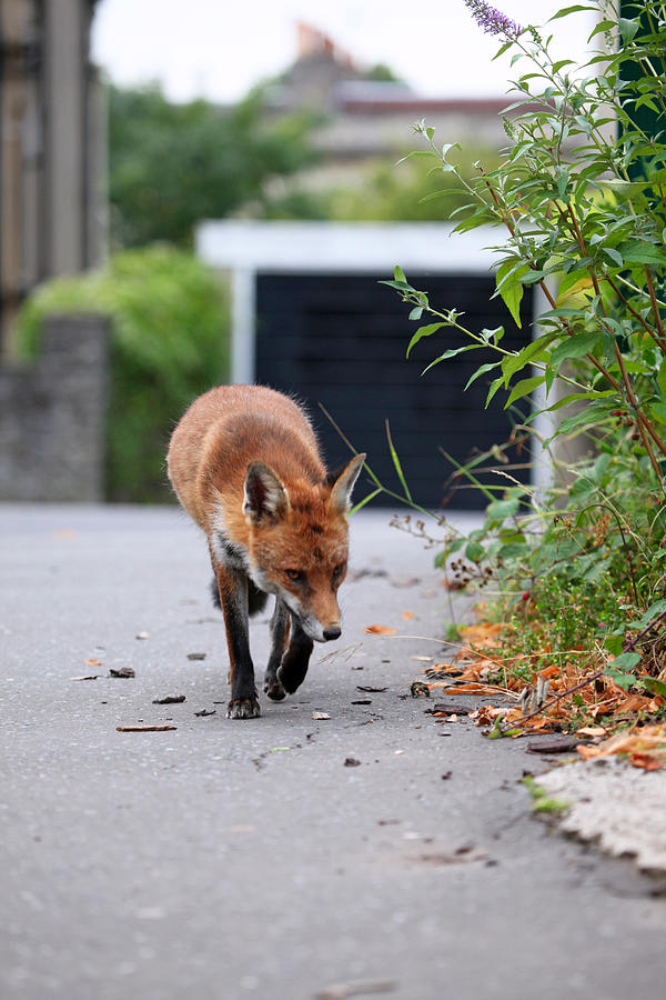 Urban fox scavenging the streets of Bristol Photograph by Ian Wade Photography