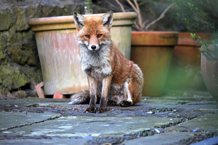 Urban fox (vulpes vulpes) in garden Photograph by Ian Wade Photography