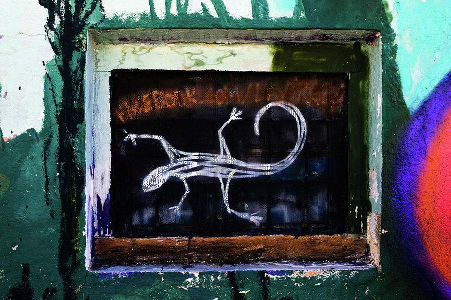 Urban Gecko Photograph by Gary Browne