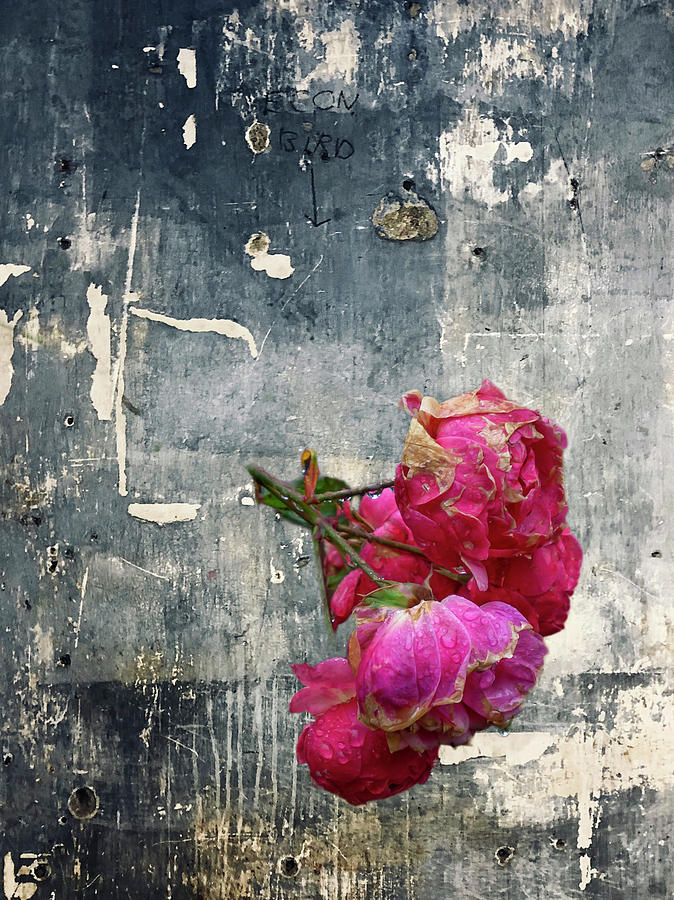 Urban Roses Photograph by Cate Franklyn