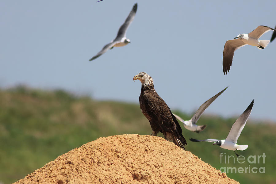 Urban Scavenger, Bald Eagle At Florida Landfill Photograph by Felix Lai