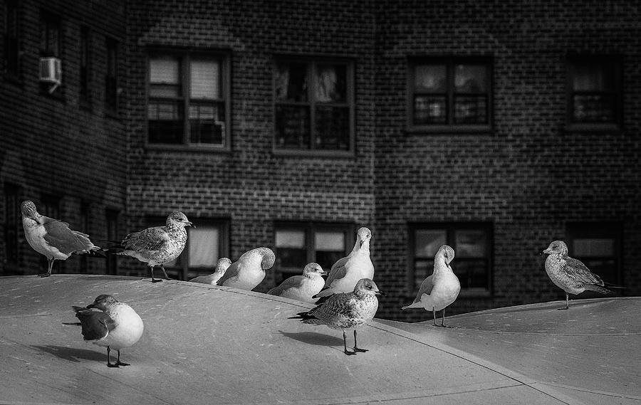 Urban Seagulls Photograph by Cate Franklyn