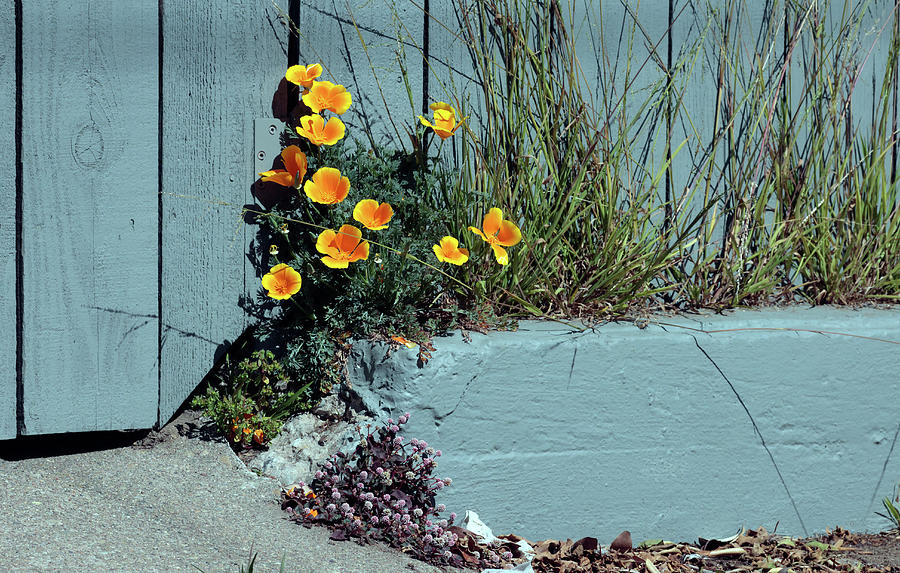 California Poppies Photograph - Wild Urban Spring by Daniel Furon