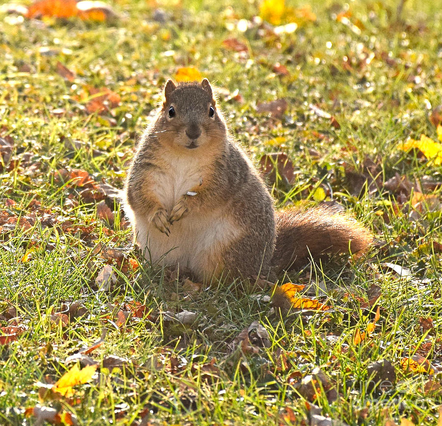 Urban Squirrel Photograph by Kathy M Krause