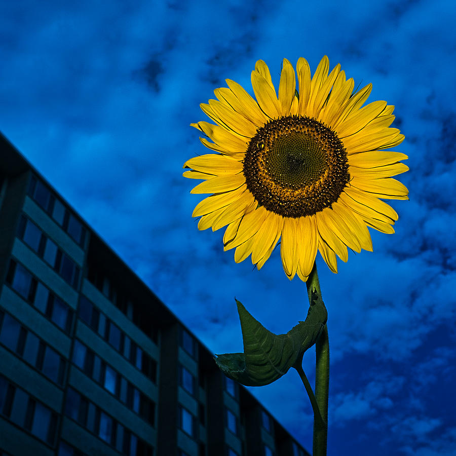 Urban Sunflower Photograph by Stuart Litoff