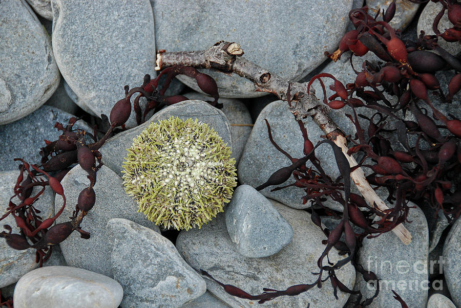 Urchin and Kelp on Rocks Photograph by Nancy Gleason
