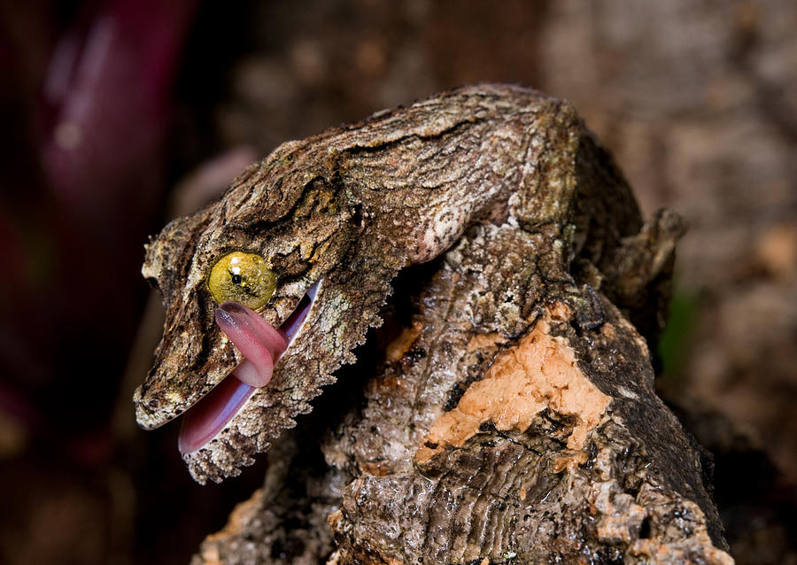 Uroplatus sikorae - Mossy Leaf-tailed Gecko Photograph by Thor Hakonsen